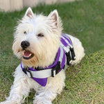 Dog Life Jacket with Handle and Pull Ring Summer Pet Swimsuit for Small Medium Dogs French Bulldog Labrador Pet Outdoor Supplies
