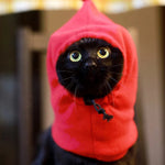 Autumn Winter Cat Puppy Hat Warm Fleece Pet Bundle Cap for Small Dogs Cats Kitten Accessories High Neck Adjustable Sphynx Hats