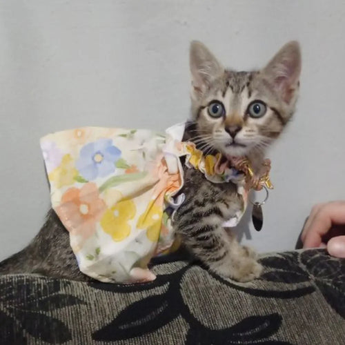 Cozy Cotton Summer Suspender Skirt Pet Dress For Cats Small Dogs Sphynx Kitten Breathable Cool Pet Outfit Ropa Para Gatos
