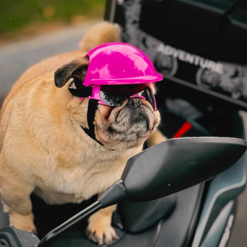 2Pcs Dog Safety Helmet and Bamboo Dragonfly/Goggles Pet Accessories Adjustable Dog Helmets for Small Medium Dogs Outdoor Riding
